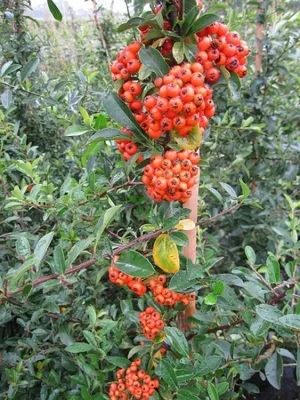 Produktbild von Pyracantha Orange Glow - Feuerdorn Orange Glow -