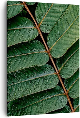 Produktbild von Bild auf Leinwand - Leinwandbild - Einteilig - Tropfen Wasser Blätter - 50x70cm - Wand Bild - Wanddeko - Wandbilder - Leinwanddruck - Wanddekoration - Leinwand bilder - Wandbild - PA50x70-4328