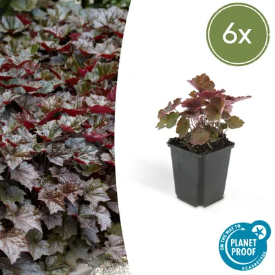 Produktbild von Bodendecker - Purpurglöckchen - Heuchera mic. 'Palace Purple' - 9cm Topf - Set mit 6 Pflanzen