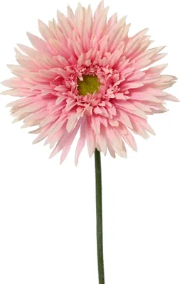Produktbild von Künstliche Chrysantheme mit Stiel 12x54cm Rosa