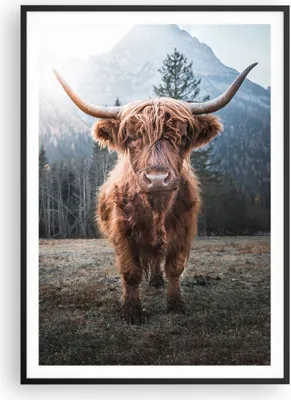 Produktbild von Gerahmtes Poster - Schwarzer Rahmen - Scotch Kuh Weide - 70x100 cm - Wand Bild - Wanddeko - Wandbilder - Kunstposter - Wandposter - Bilderrahmen - Bilder - Kunstdruck - P2BPA70x100-5188