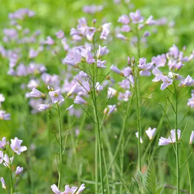 Obrázek produktu pro 6 x pěnišník luční - Cardamine pratensis | květináč 9cm x 9cm
