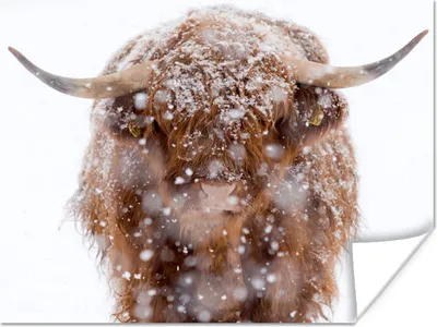 Produktbild von MuchoWow® Poster Schottischer Highlander - Hörner - Schnee 80x60 cm - Kunst für zu Hause