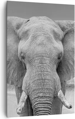 Produktbild von Bild auf Leinwand - Leinwandbild - Einteilig - Elefant Afrika Tier - 80x120cm - Wand Bild - Wanddeko - Wandbilder - Leinwanddruck - Wanddekoration - Leinwand bilder - Wandbild - PA80x120-5072