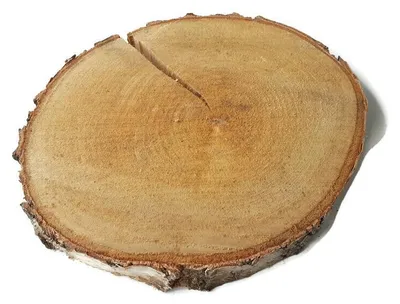 Produktbild von Holzscheiben Birke 20-25cm Dekoration Getrocknet