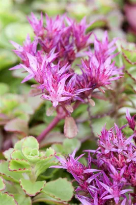 Produktbild von Sedum spurium 'Fuldaglut', Teppichsedum, rot, ca. 9x9 cm Topf