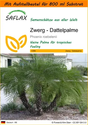 Produktbild von SAFLAX - Garden in the Bag - Zwerg - Dattelpalme - 25 Samen - Mit Anzuchtsubstrat im praktischen, selbst aufstellenden Beutel - Phoenix roebelenii