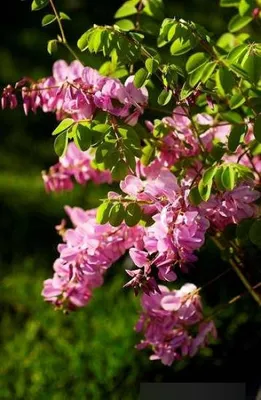 Produktbild von Himalaya Indigostrauch - Indigofera heterantha - 40-60cm