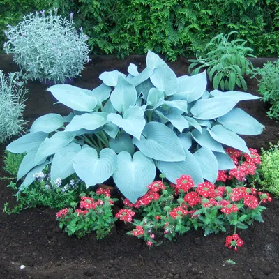 Immagine prodotto di Hosta Funkia da giardino, varietà Canadian Blue, 1 pianta. Piantine di Hosta Funkia