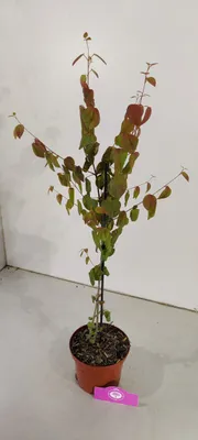 Produktbild von Cercidiphyllum japonicum, Katsura-Baum, 2-Liter-Topf