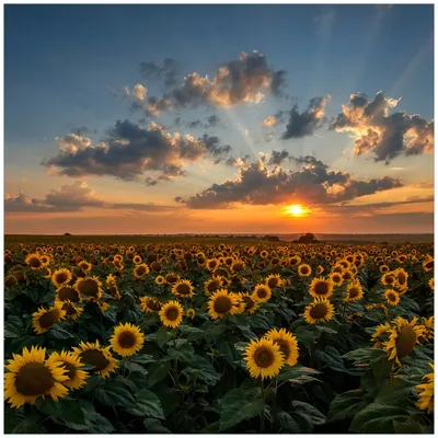 Produktbild von Wallario Magnet für Kühlschrank / Geschirrspüler, magnetisch haftende Folie - 60 x 60 cm, Motiv: Sonnenblumenwiese vor Wolken mit Sonnenuntergang