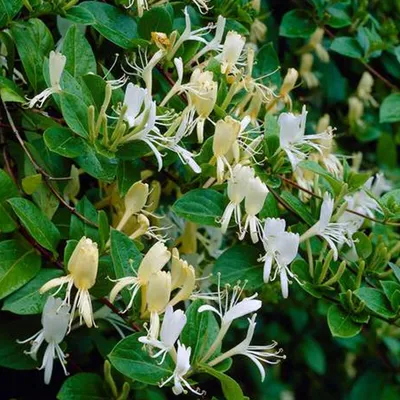 Obrázek produktu pro 2 x  žlutá zimolez  - Lonicera japonica 'Halliana'  | 50-60 cm v kontejneru