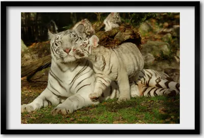 Produktbild von Bild 60x40 MDF-Rahmen, Wandkunst Tigers
