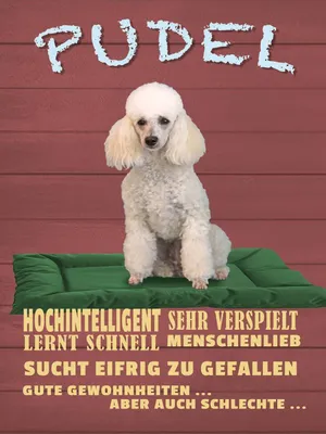 Produktbild von vianmo Holzschild 40x30 cm Pudel hochintelligent lieb Hund