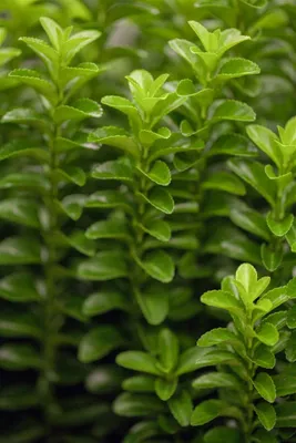 Produktbild von Euonymus japonicus 'Green Rocket', Spindelstrauch, ca. 9x9 cm Topf