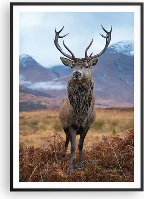 Produktbild von Gerahmtes Poster - Schwarzer Rahmen - Hirsch Hirsch Schottland - 70x100 cm - Wand Bild - Wanddeko - Wandbilder - Kunstposter - Wandposter - Bilderrahmen - Bilder - Kunstdruck - P2BPA70x100-5185
