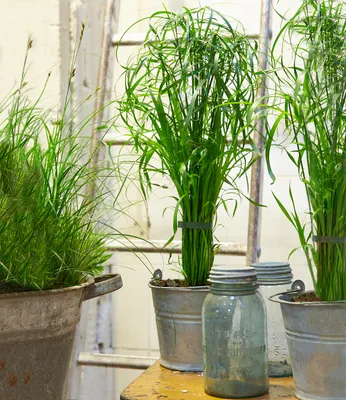 Produktbild von BALDUR Garten 1x Zyperngras - Cyperus Alternifolius ca. 45-55 cm, Pflanze im 13 cm-Topf, Zimmerpflanze für Wohnung & Büro, unterstützt gutes Raumklima, im Sommer auf Balkon & Terrasse, pflegeleicht