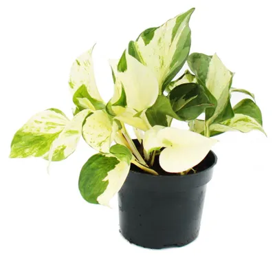 Produktbild von Weiß-bunte Efeutute - Epipremnum Happy Leaf - Scindapsus - 12cm Topf - rankende Zimmerpflanze