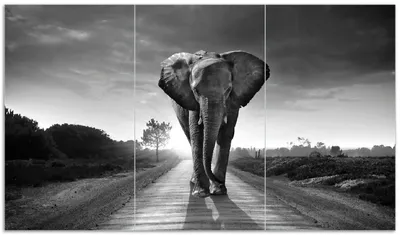 Produktbild von Wallario Herdabdeckplatte aus Glas, Größe 90 x 52 cm 3-teilig, Motiv Elefant bei Sonnenaufgang in Afrika schwarzweiß