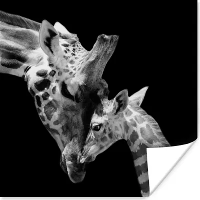 Produktbild von MuchoWow® Poster Giraffe - Wildtiere - Porträt - Schwarz-Weiß 50x50 cm - Wohnzimmerdekoration