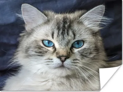 Produktbild von MuchoWow® Poster Porträt einer Ragdoll-Katze in Nahaufnahme 160x120 cm - Foto Plakat
