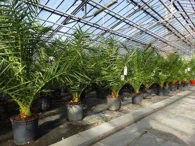 Produktbild von Palme 90-120 cm, Phoenix canariensis, kanarische Dattelpalme, kräftige Palmen, keine Jungpflanzen