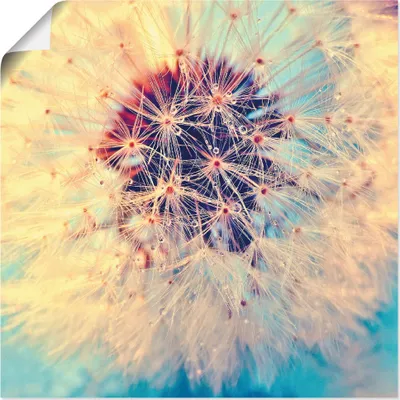 Produktbild von ARTland Poster Pusteblume ganz nah Größe: 70x70 cm