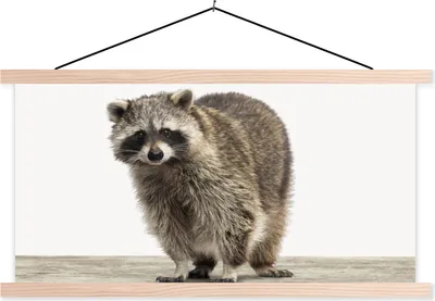 Produktbild von MuchoWow® Textilposter Waschbär - Tiere - weißer Hintergrund - Jungen - Mädchen - Kinder 120x60 cm mit holzfarbenen Rahmen - Klemmleiste