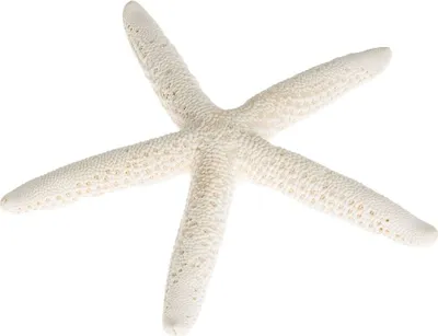 Produktbild von Schlangen Seestern weiß 10-15cm