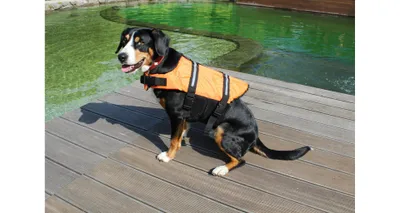 Obrázok produktu pre Dog Swimmer plávacia vesta pre psa oranžová, L