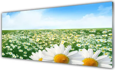 Produktbild von Acrylglasbilder 125x50 Wandbild Druck Wiese Gänseblümchen Pflanzen