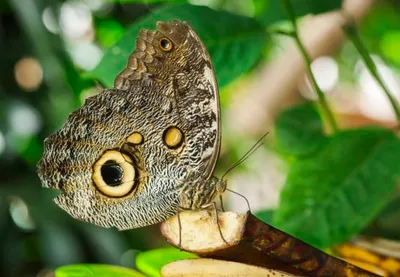 Produktbild von 3 D Ansichtskarte Schmetterling, Bananenfalter, Postkarte Wackelkarte Hologrammkarte Tiere Tier Falter