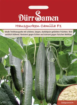 Produktbild von Dürr-Samen - Hausgurken Camilla F1 - Saatgut - 1112