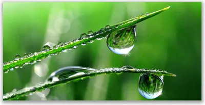 Produktbild von Küchenrückwand aus Glas 140x70cm Spritzschutz Gras Tautropfen Pflanzen