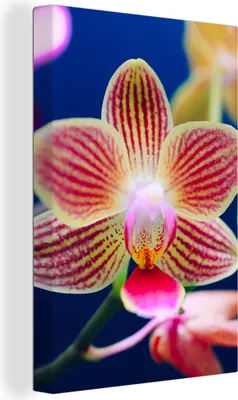 Produktbild von OneMillionCanvasses® - Leinwandbilder - 90x140 cm, Von Orchidee, Wandbilder Kunstdruck Wanddekoration - Foto auf Leinwand - Gemälde auf Holzrahmen  - Wandschmucke - Schlafzimmer