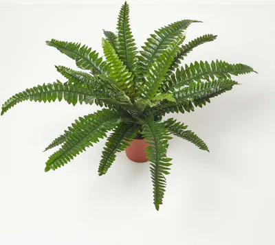 Produktbild von HOMESCAPES Kunstpflanze Nephrolepis Exaltata, künstlicher Schwertfarn im Topf, 45 cm hoch