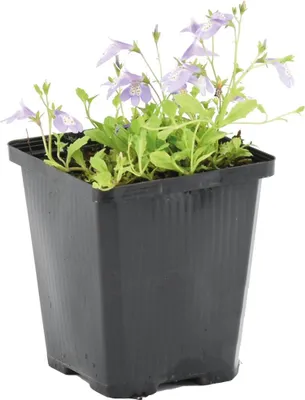 Image de Bloomique - Mazus Reptans - Mazus rampant - Plantes de bassin - Plantes aquatiques - Rustique - Hauteur 10-20 cm - Pot 9 cm