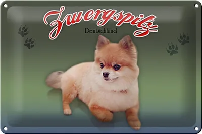 Produktbild von Blechschild Hund 30x20cm Zwergspitz Deutschland