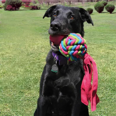 Image de KONG Jouets pour chiens Aqua KONG Wubba Weaves L