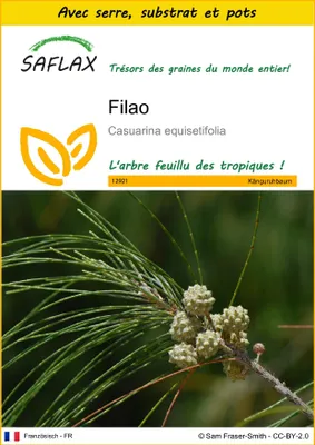 Image de SAFLAX Ensemble de culture - Filao - 200 graines - Casuarina