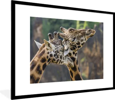 Produktbild von MuchoWow® Gerahmtes Poster Nahaufnahme von zwei Giraffen 80x60 cm - Poster mit Schwarzem Bilderrahmen Wandposter Rahmen Foto Bilder - Schlafzimmer-Dekorationen - Fotoposter