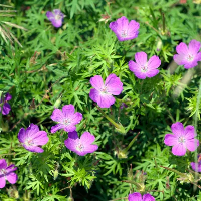 Image de Geranium sanguineum (géranium sanguin) 60 plants Ø 9 cm, hauteur 10-25 cm, rose-rouge