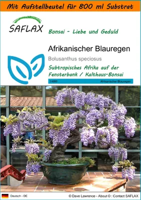 Produktbild von SAFLAX - Garden in the Bag - Bonsai - Afrikanischer Blauregen - 15 Samen - Mit Anzuchtsubstrat im praktischen, selbst aufstellenden Beutel - Bolusanthus speciosus