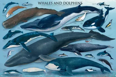 Image de Educational - Whales and Dolphins Baleines et dauphins - Affiche impression 91,5x61 cm