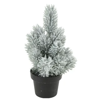 Image de Denneboom en pot, 33 cm