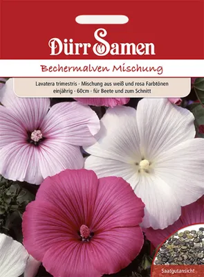 Produktbild von Bechermalve Mischung | Bechermalvensamen von Dürr Samen