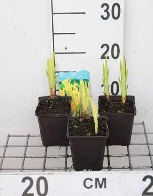 Produktbild von 6 x  Iris pseudacorus 'Variegata' - Buntblättrige Sumpfschwertlilie - Topf 9 x 9 cm