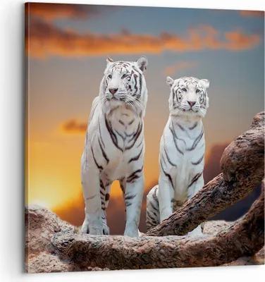 Produktbild von Bild auf Leinwand - Leinwandbild - Tiger weiß Rock Sonnenuntergang - 60x60cm - Wand Bild - Wanddeko - Leinwanddruck - Bilder - Kunstdruck - Wanddekoration - Leinwand bilder - Wandkunst - AC60x60-2901
