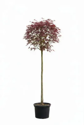 Produktbild von Acer Crimson "Sentry"- Rotblättriger Ahorn, Blutahorn,  Höhe:250 cm, Stammhöhe: 180 cm