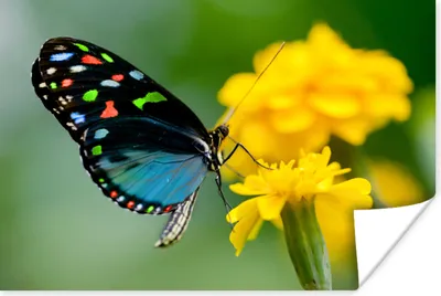 Produktbild von MuchoWow® Poster Schmetterling - Blume - Tier - Insekt 90x60 cm - Schlafzimmer
